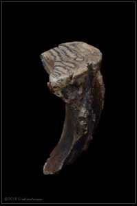 Woolly Mamoth tooth